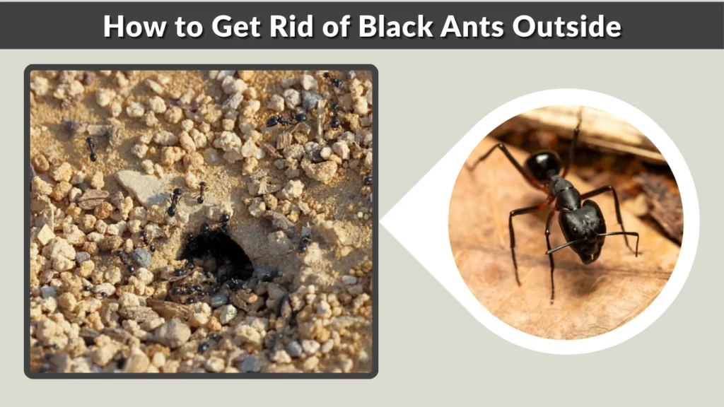 How to Get Rid of Black Ants Outside