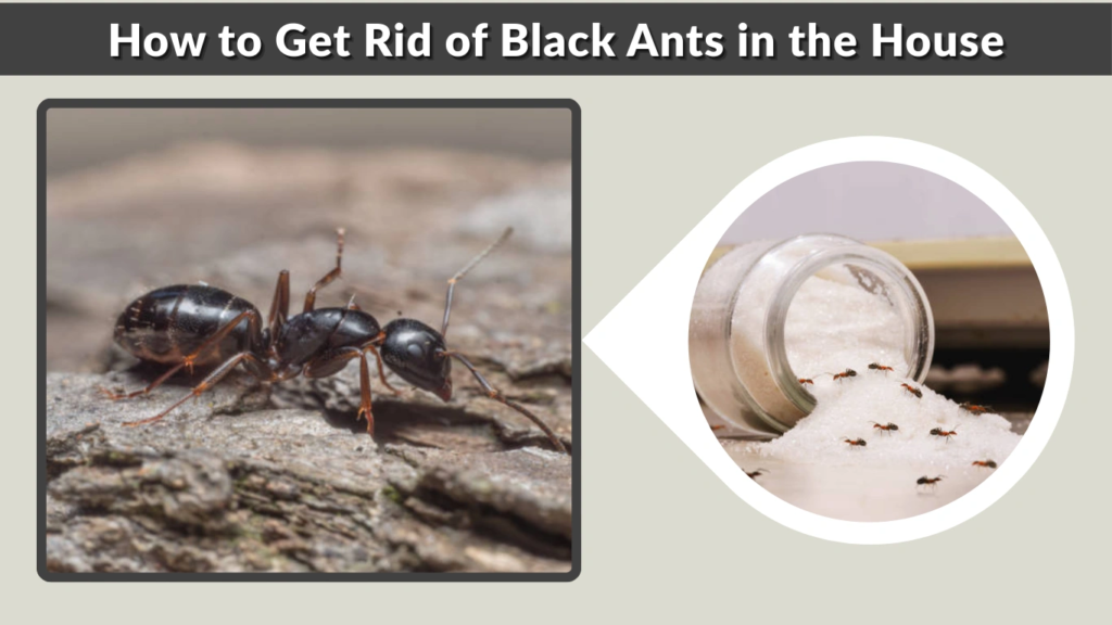 How to Get Rid of Black Ants in the House