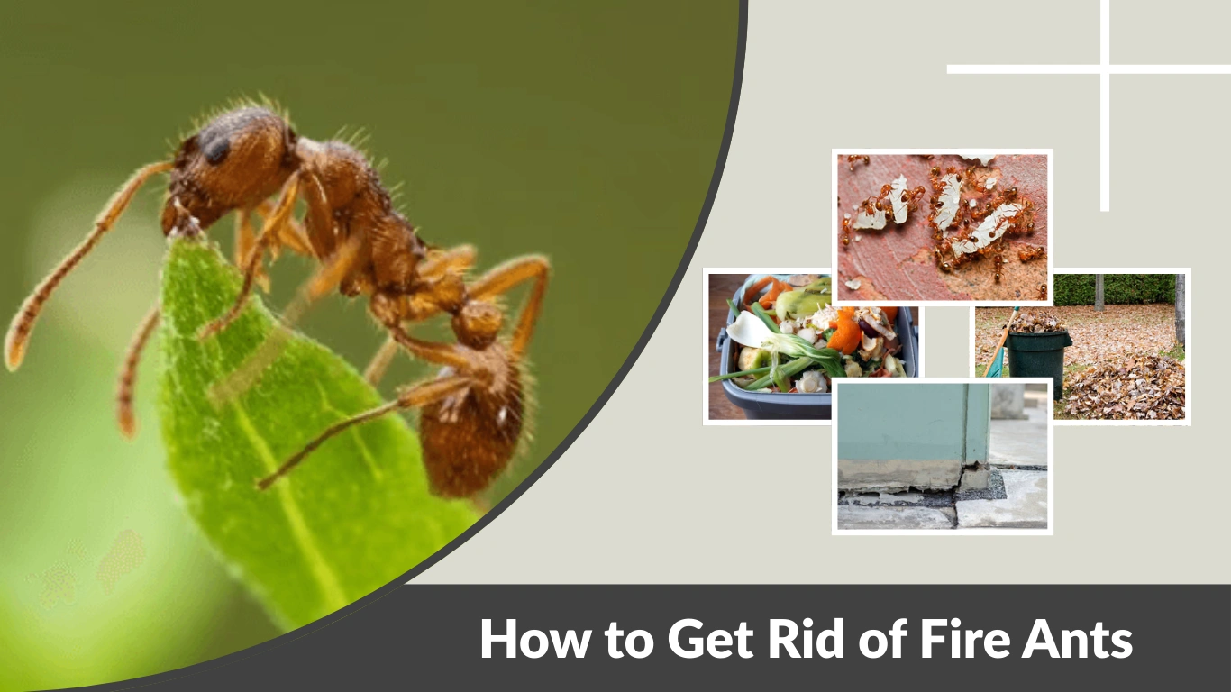 How to Get Rid of Fire Ants Naturally & Permanently