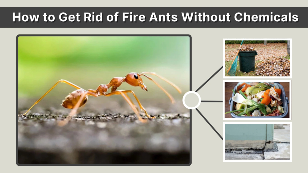 How to Get Rid of Fire Ants Without Chemicals