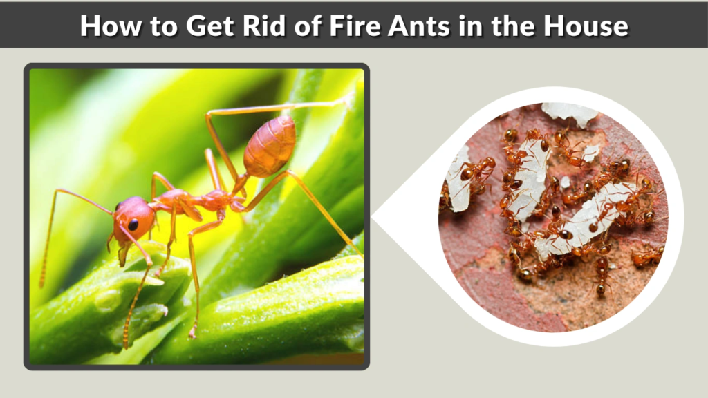 How to Get Rid of Fire Ants in the House