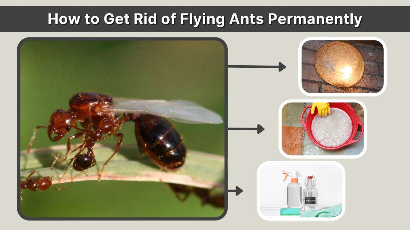 How to Get Rid of Flying Ants Permanently (Fast & Safe)