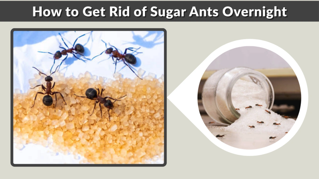 How to Get Rid of Sugar Ants Overnight