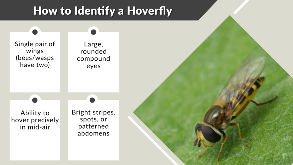 How to Identify a Hoverfly