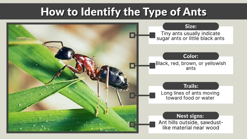 How to Identify the Type of Ants