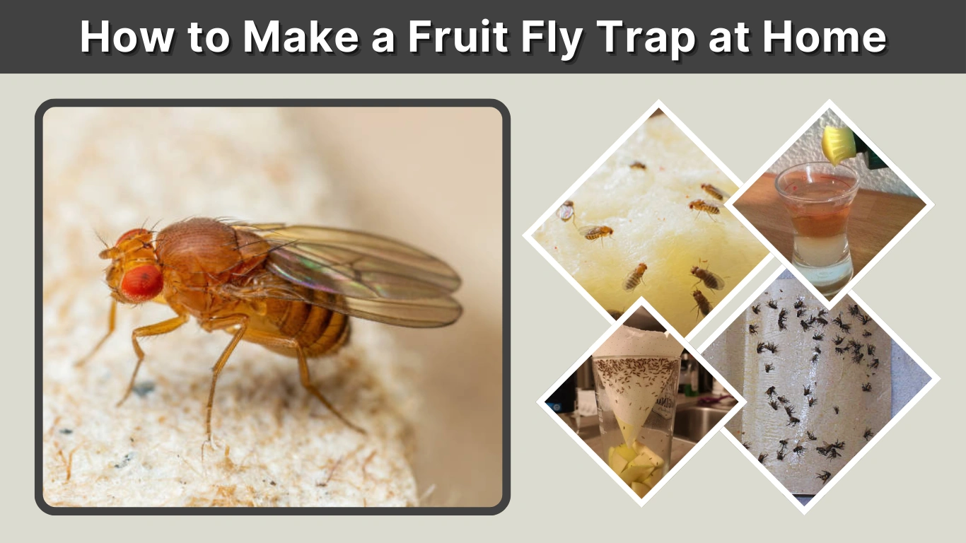How to Make a Fruit Fly Trap at Home (Complete Step-by-Step Guide)