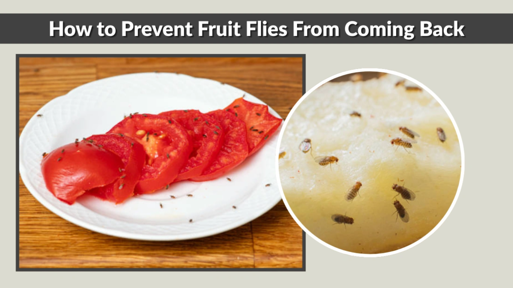 How to Prevent Fruit Flies From Coming Back
