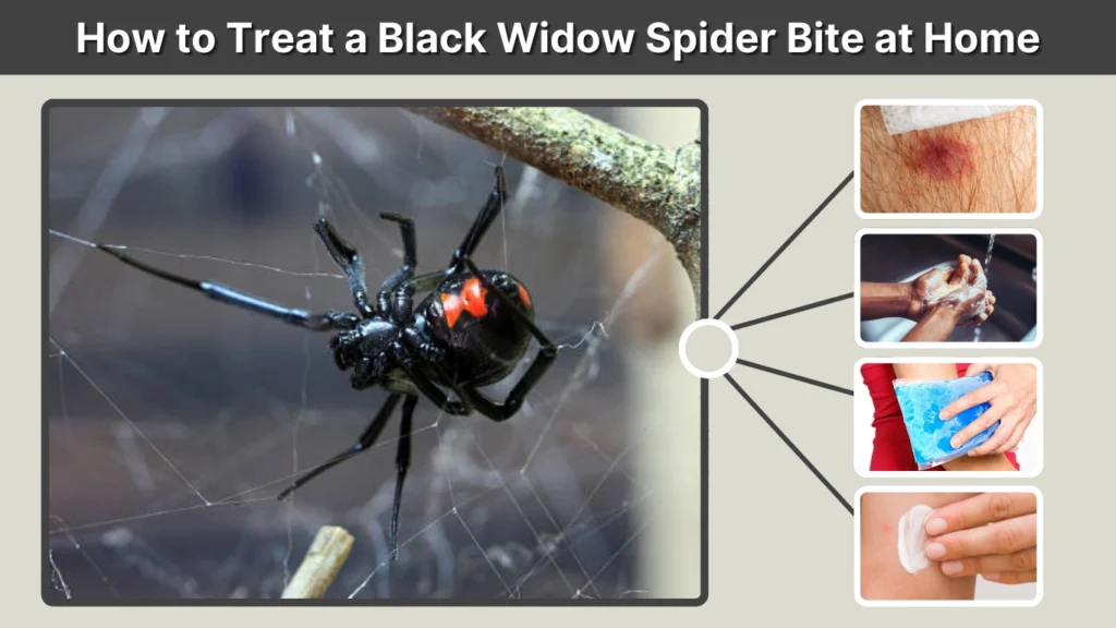 How to Treat a Black Widow Spider Bite at Home