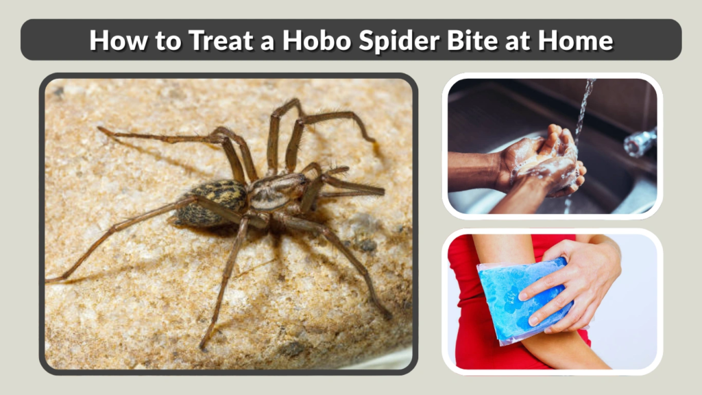 How to Treat a Hobo Spider Bite at Home