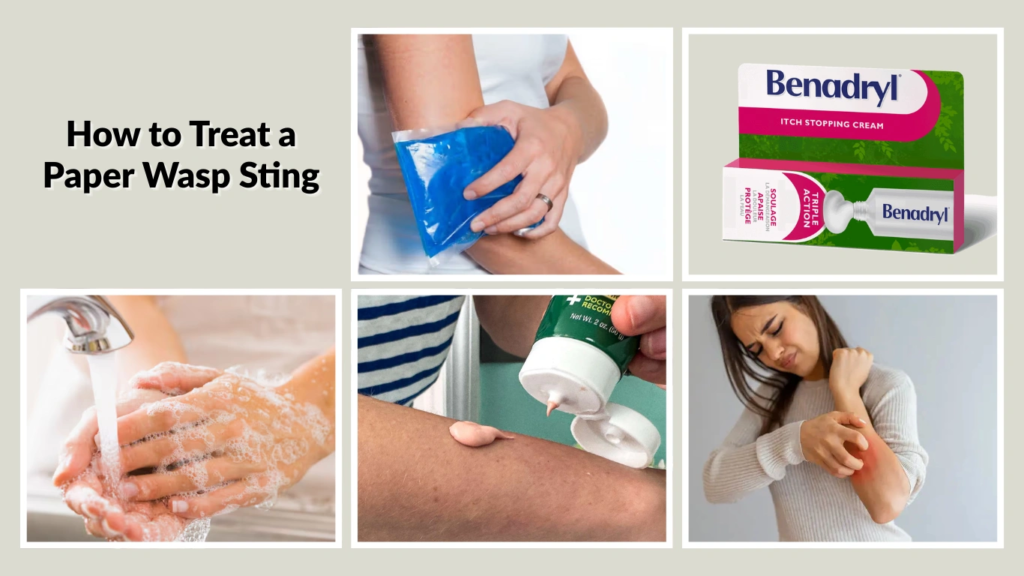 How to Treat a Paper Wasp Sting