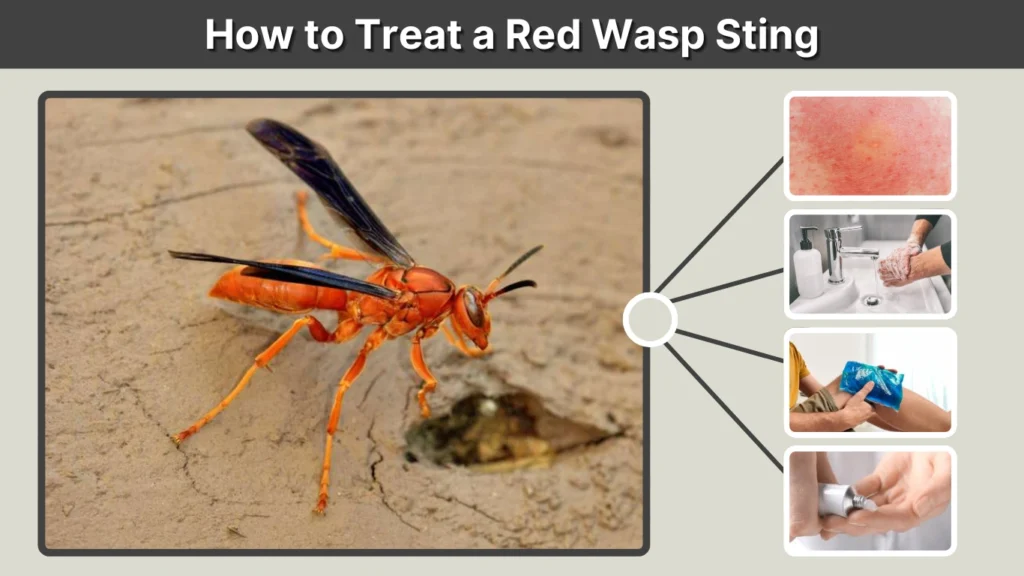 How to Treat a Red Wasp Sting