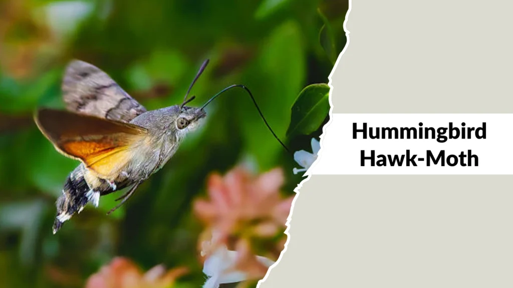 Hummingbird Hawk-Moth