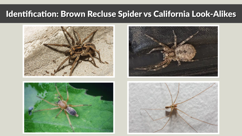 Identification Brown Recluse Spider vs California Look-Alikes