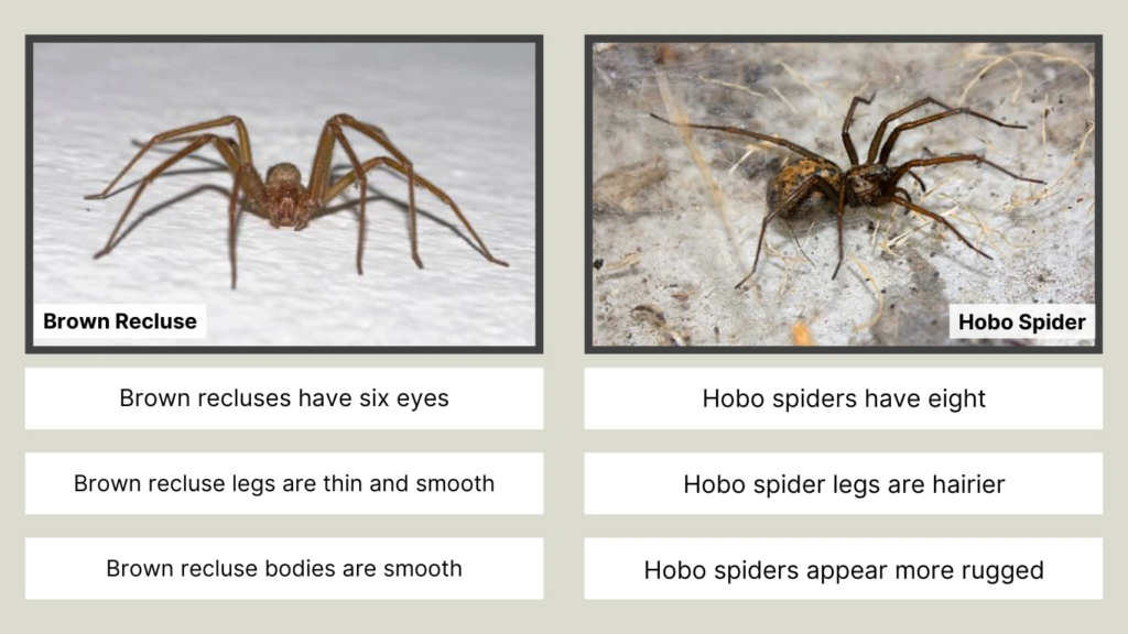 Identification Brown Recluse vs Hobo Spider