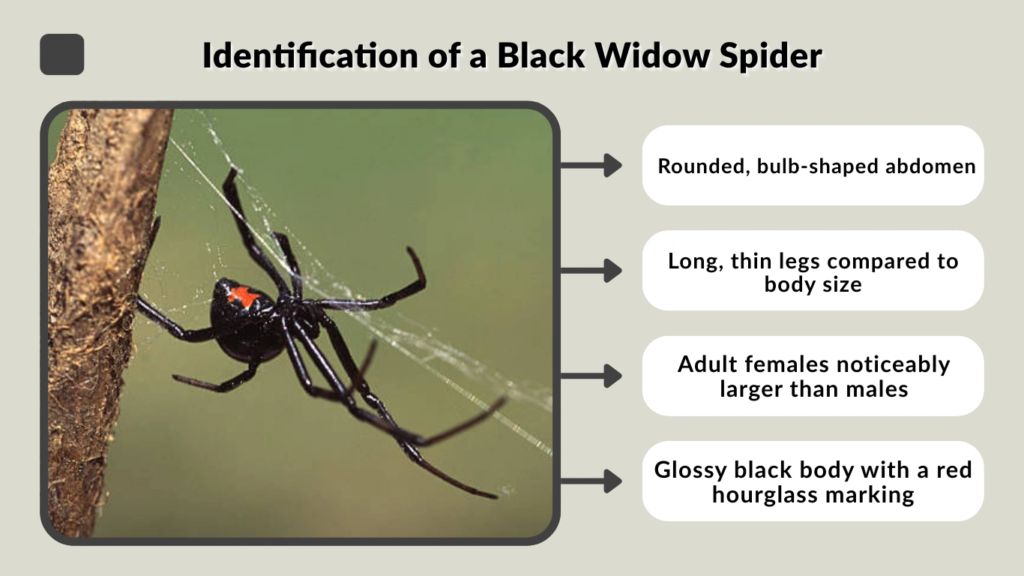 Identification of a Black Widow Spider
