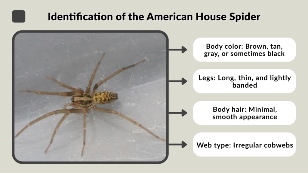 Identification of the American House Spider