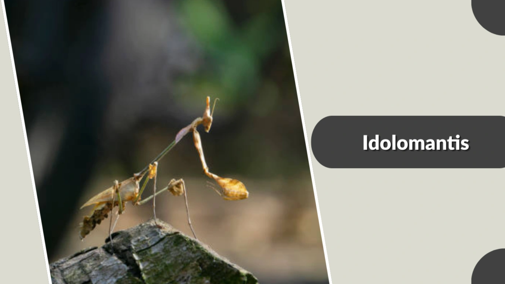 Idolomantis