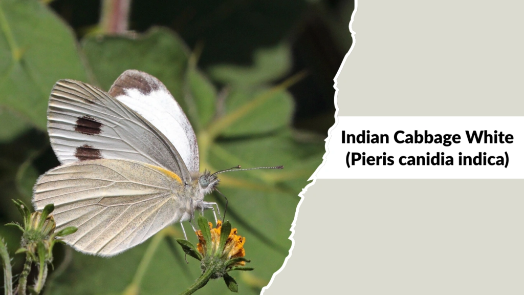 Indian Cabbage White (Pieris canidia indica)