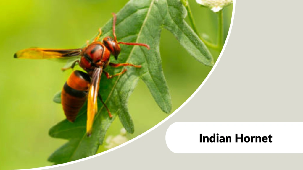 Indian Hornet