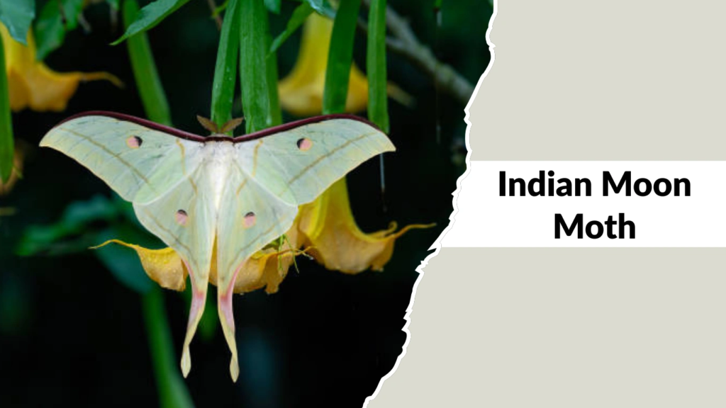 Indian Moon Moth