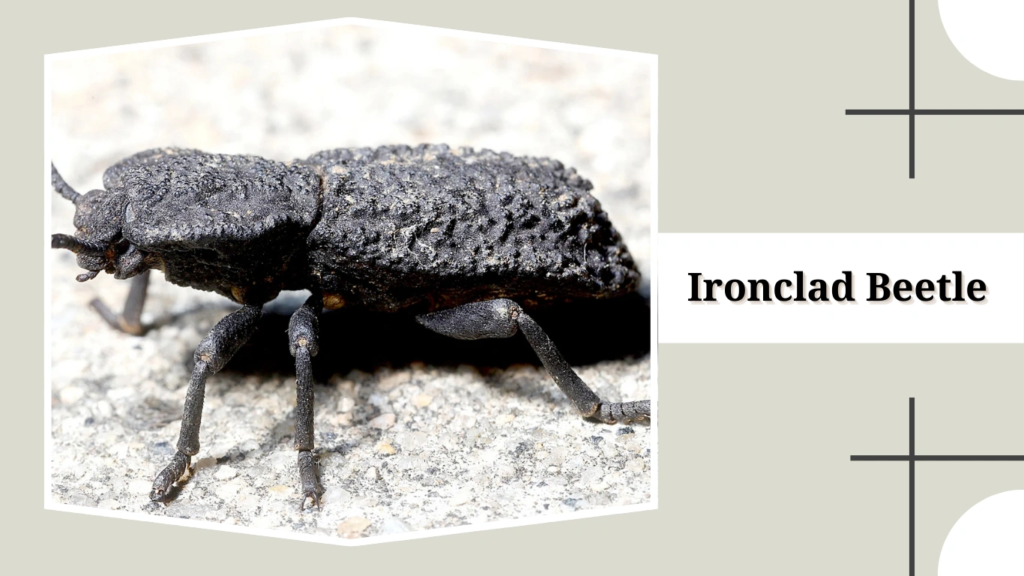 Ironclad Beetle