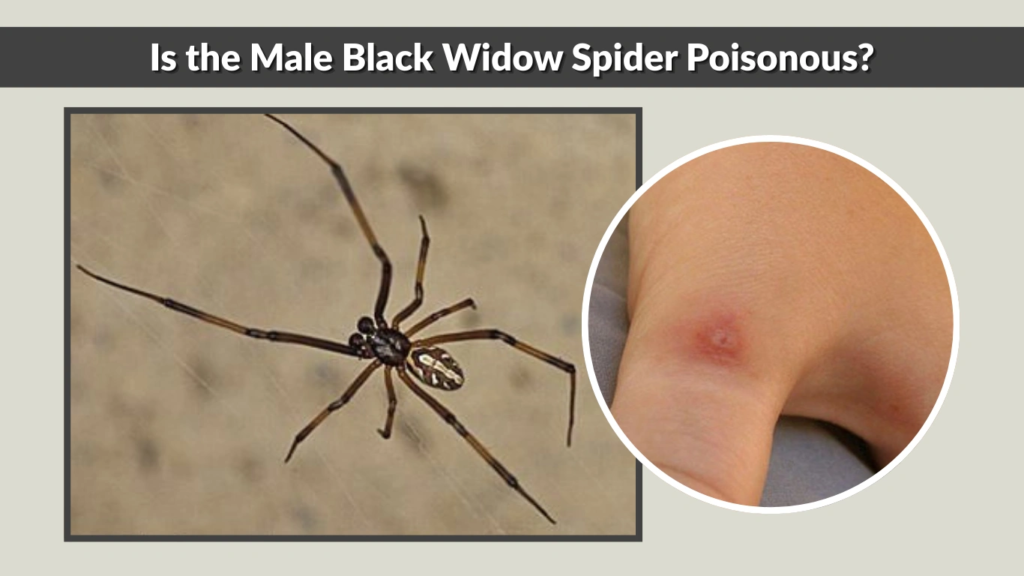 Is the Male Black Widow Spider Poisonous