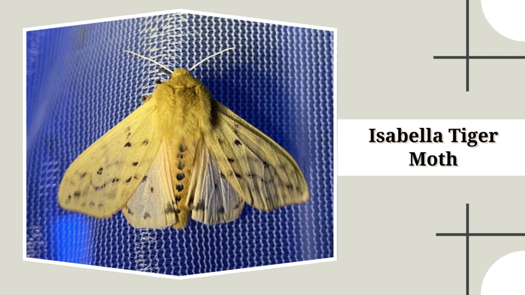 Isabella Tiger Moth