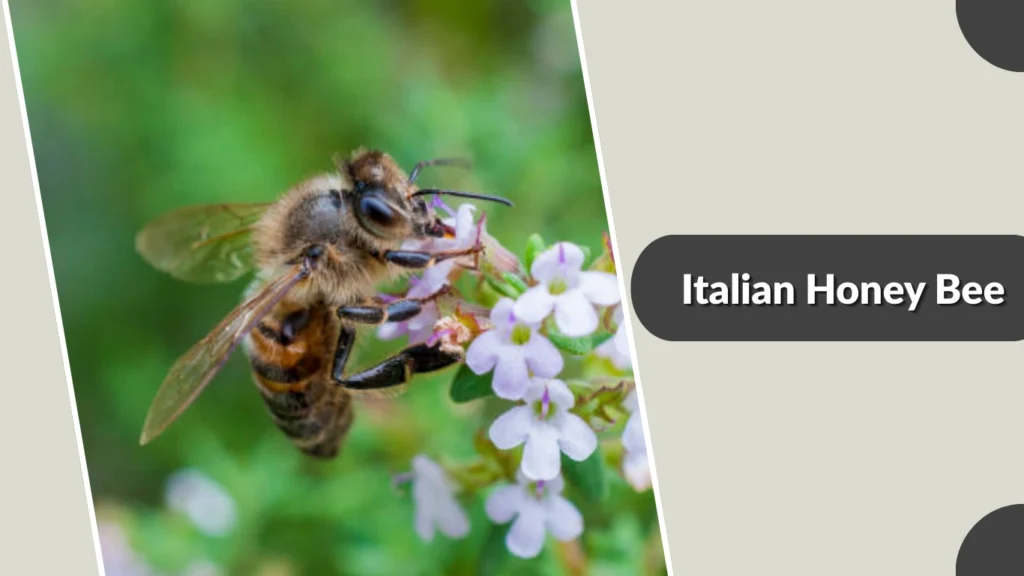 Italian Honey Bee