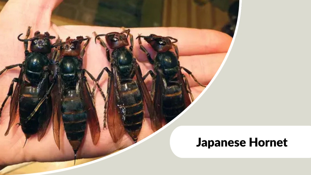 Japanese Hornet
