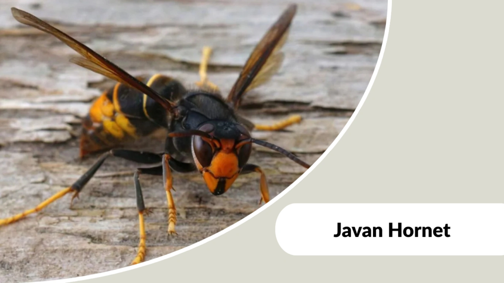 Javan Hornet
