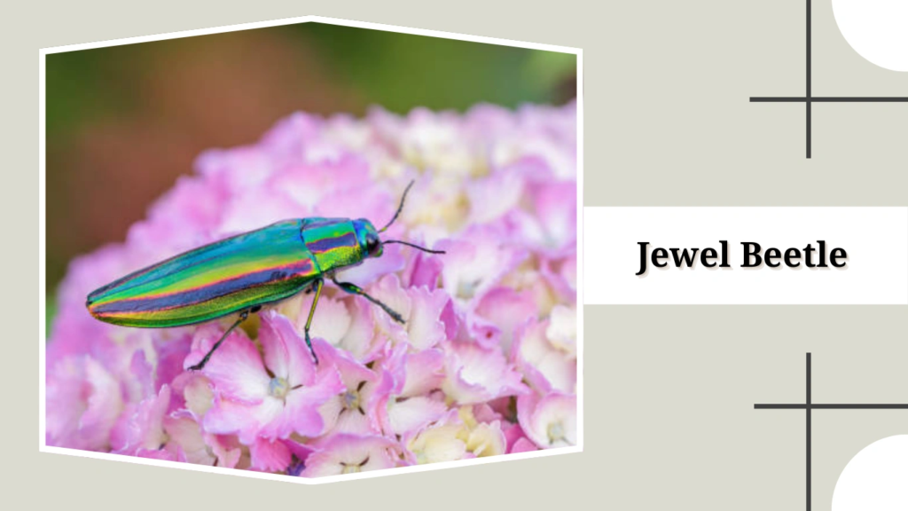 Jewel Beetle