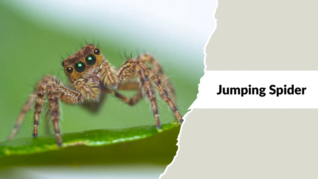 Jumping Spiders