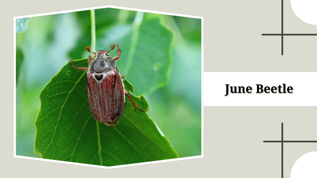 June Beetle