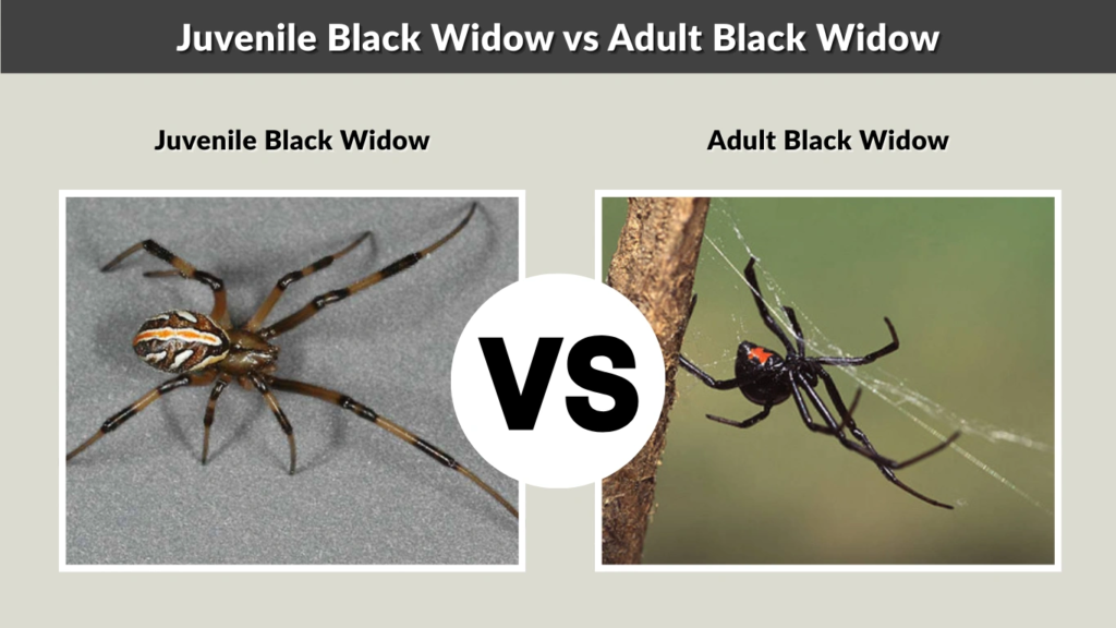 Juvenile Black Widow vs Adult Black Widow