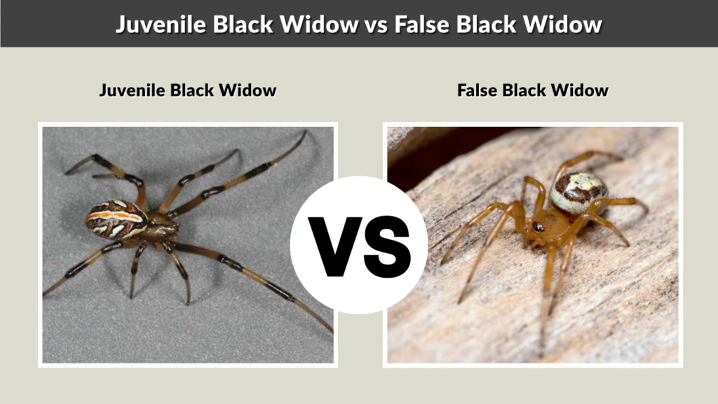 Juvenile Black Widow vs False Black Widow