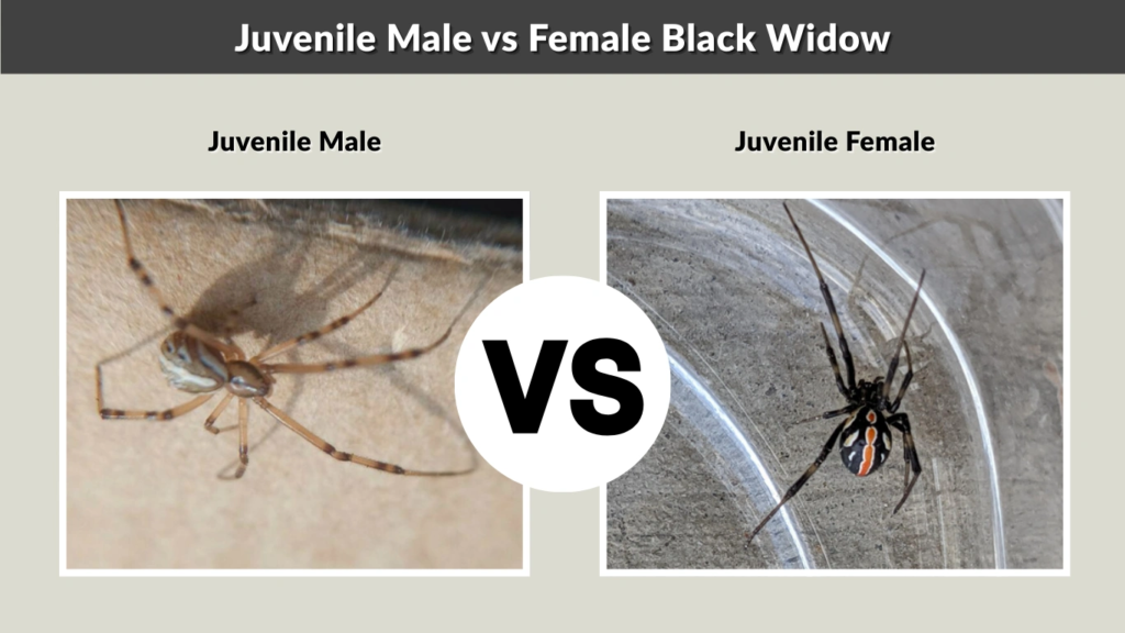 Juvenile Male vs Female Black Widow