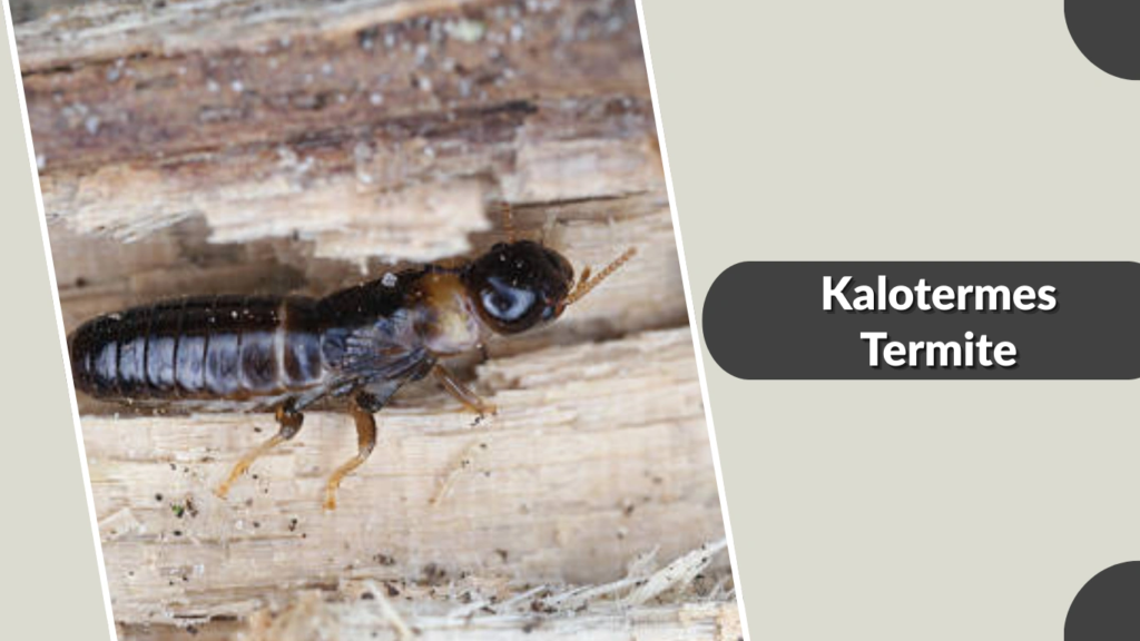 Kalotermes Termite