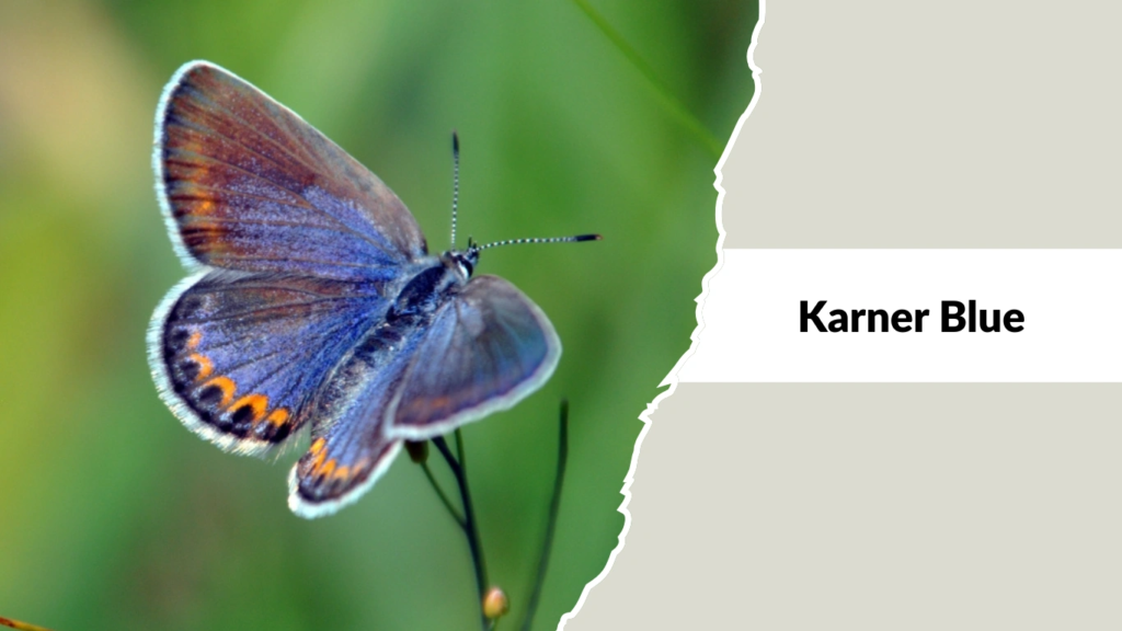 Karner Blue