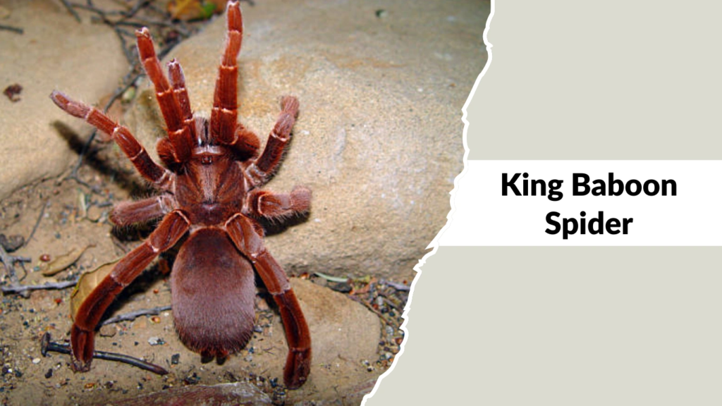 King Baboon Spider