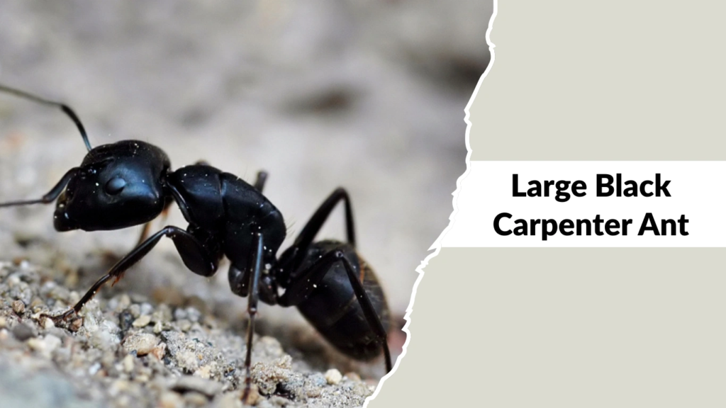 Large Black Carpenter Ant