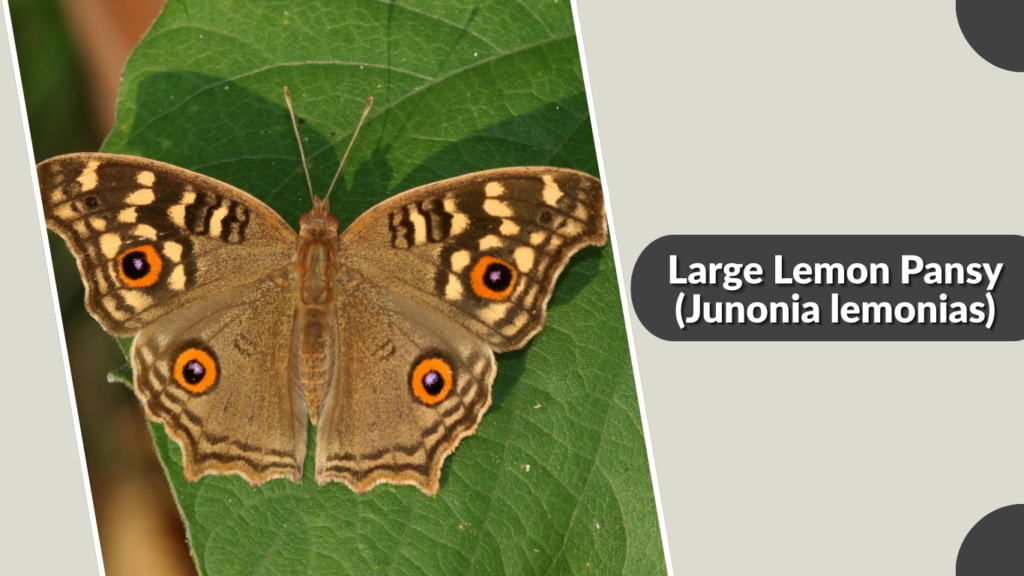 Large Lemon Pansy (Junonia lemonias)