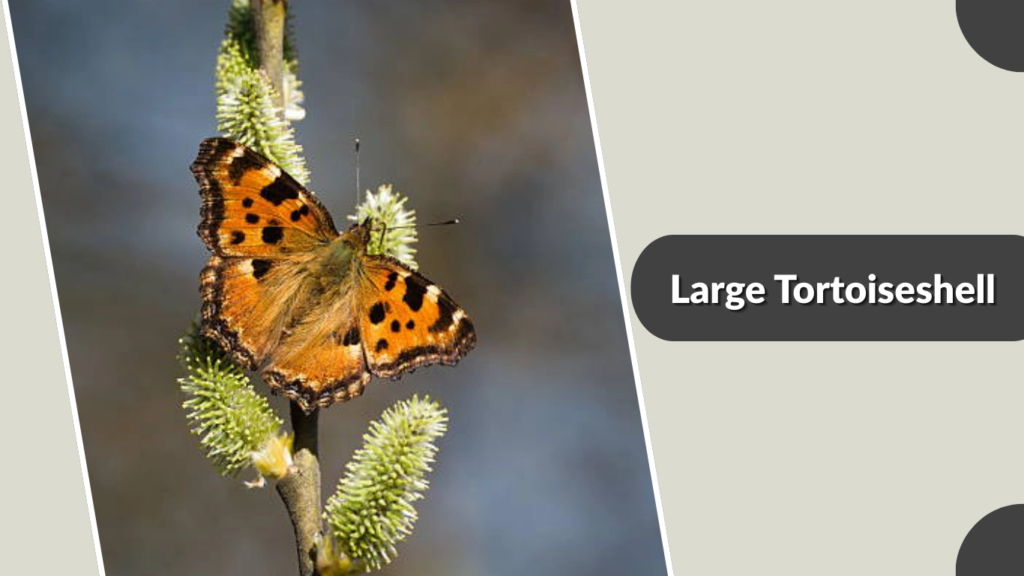 Large Tortoiseshell