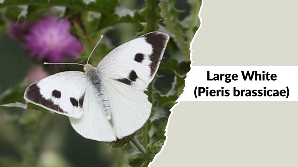 Large White (Pieris brassicae)