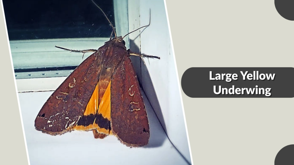 Large Yellow Underwing