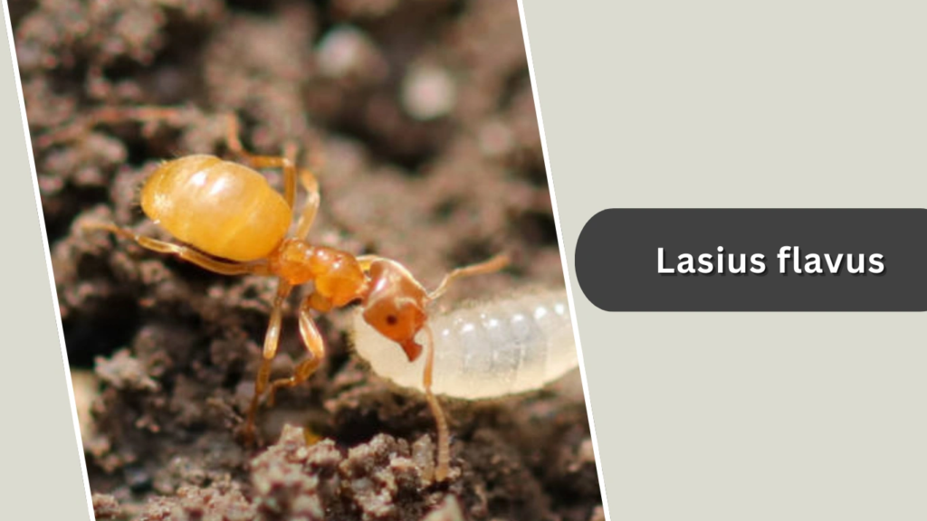 Lasius flavus