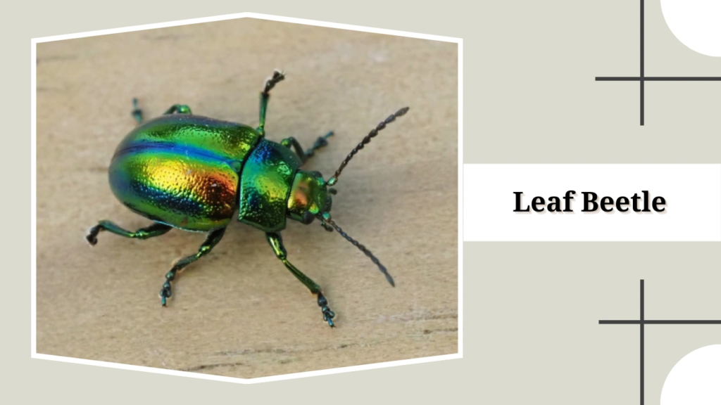 Leaf Beetle
