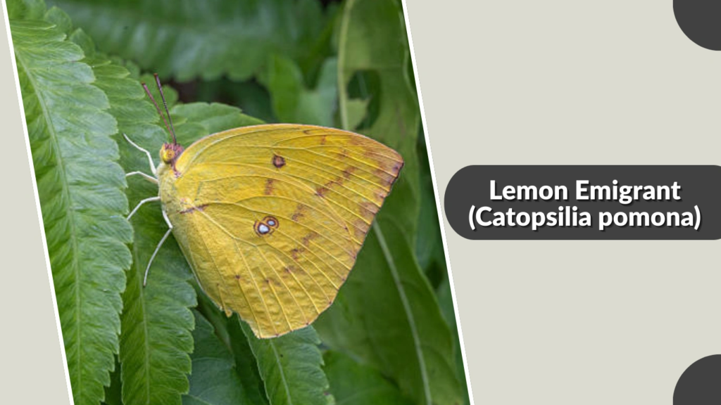 Lemon Emigrant (Catopsilia pomona)