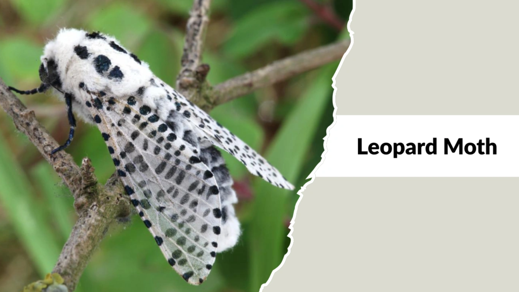 Leopard Moth