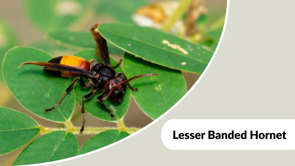 Lesser Banded Hornet