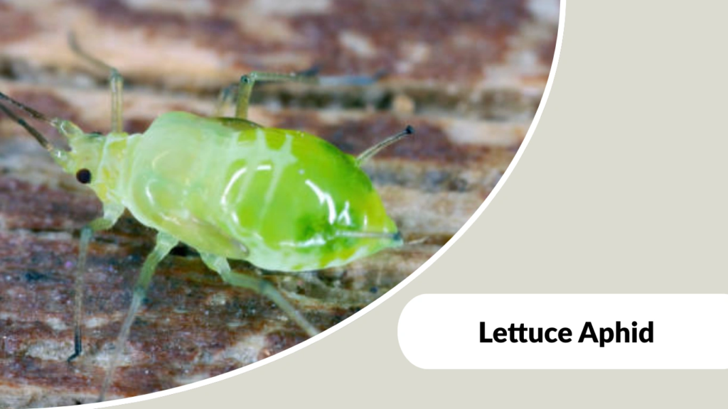 Lettuce Aphid